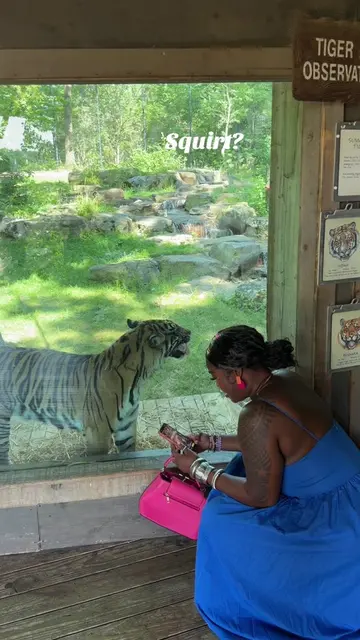 Do tigers really …? 😱 a time was had at the #zoo #ojubabe #tiger #fun #jokes 