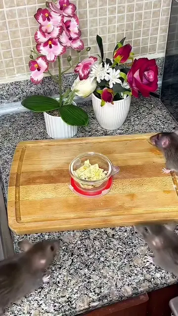 The Homemade Pest Control Secret That May Help Keep Rats, Cockroaches & Ants Awa