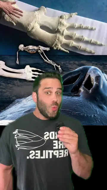 The Evolution of Whales | One of the Best Documented Examples of Macroevolution 