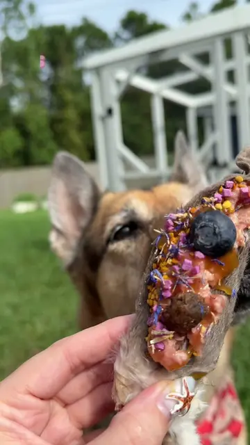10/10 would recommend stuffing rabbit ears 🐰🥩 #rabbitears #enrichment #dogchew