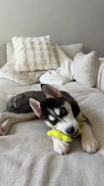 Does your dog do this too? The head tilt gets me every time 🥹 #husky #puppy #do