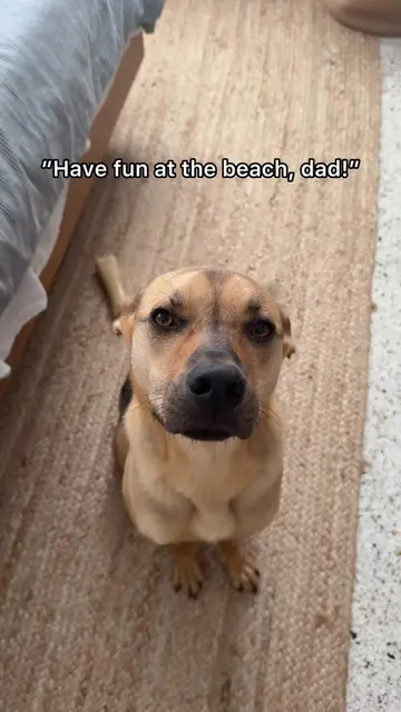 Another reminder to bring your dog when you can! We are lucky we can drive to be