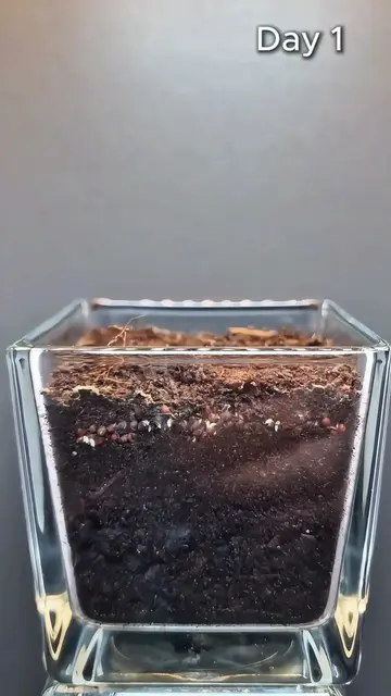 🥦 Watch Broccoli Microgreens Grow at 100,000x Speed ⚡️🌱 #Shorts #Broccoli #Mic