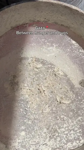 Between hunger and bugs, this is our food💔