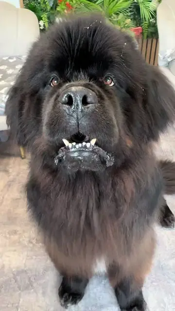 Basterek mnie poskładał, muszę się zdrzemnąć😴 #newfoundland #doggroomer #groomi