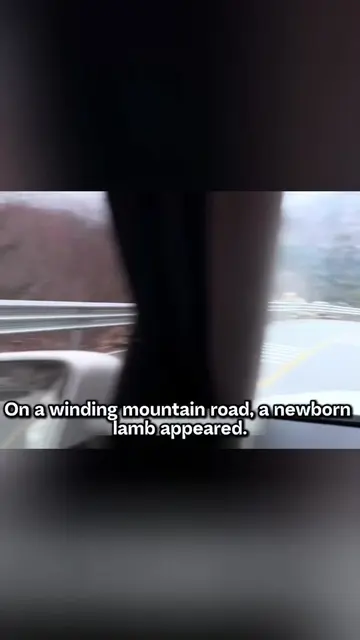 Rescue a baby goat #rescue #rescueanimals #goat #fyp #lamb 
