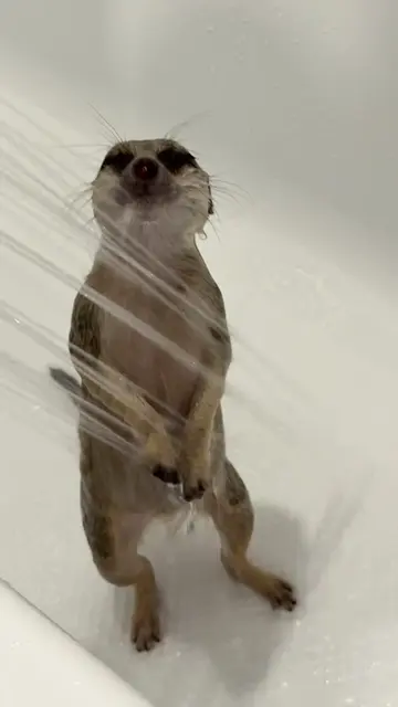 A new level of sid party 💖 Пенная вечеринка нового уровня 💖 #сурикат #meerkat 