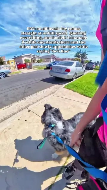 Off Leash Dog Approach My Service Dog in Public Park 🔥  #legally #ada #DogTrain