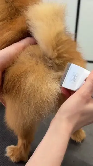 #dog #pet #dogrooming 