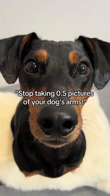 I will…NEVER!🥺😤#dog #dogsoftiktok #funnydog #doglove #doggo 