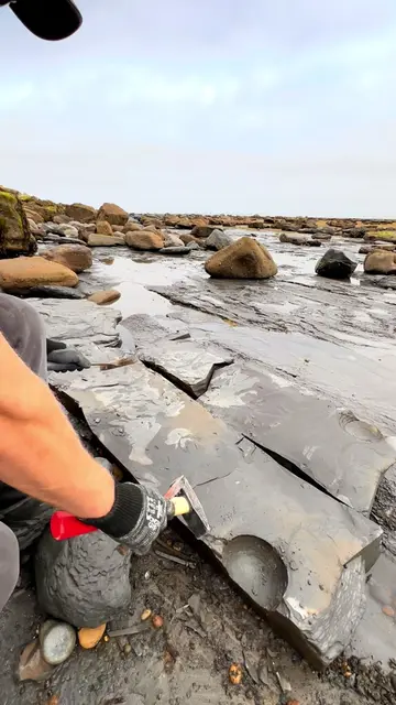 A massive shale landslide led us to an incredible fossil-filled discovery! 🏝️ H