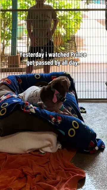 Sweet 4 month old Prince. He likes other pups he’s friendly. He’s just a baby. H