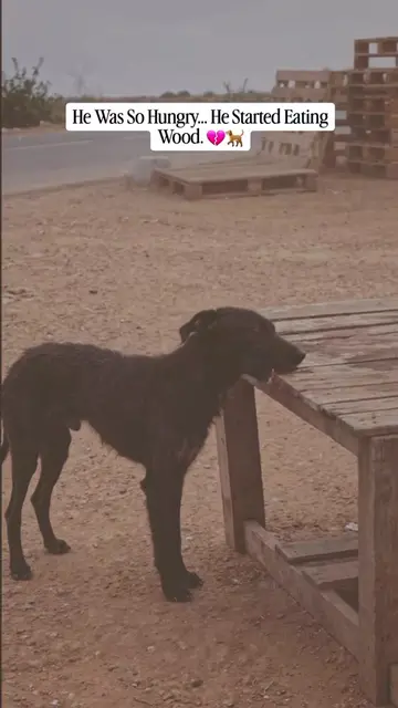 This hungry stray dog wasn't chewing wood because he wanted to—it was because he