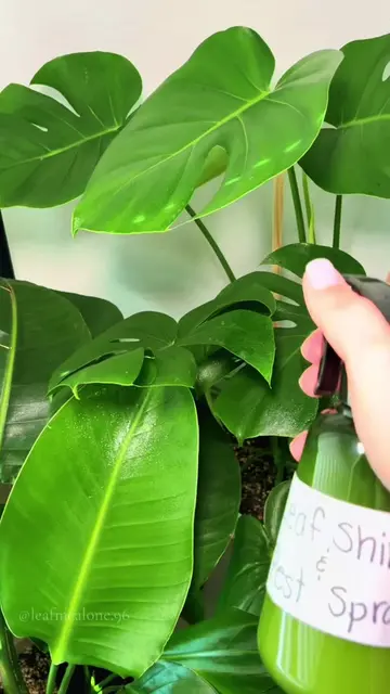 The plant spray mix I keep on hand for cleaning leaves and routine pest care. 🌿