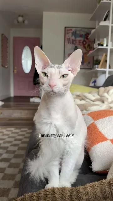 Had to give my cat Leela a bath today and it went pretty much as expected 🥲 ##d