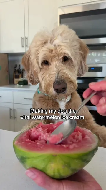 Perfect summer dessert ☺️ #watermelon #icecream #dogfriendly #EasyRecipe 