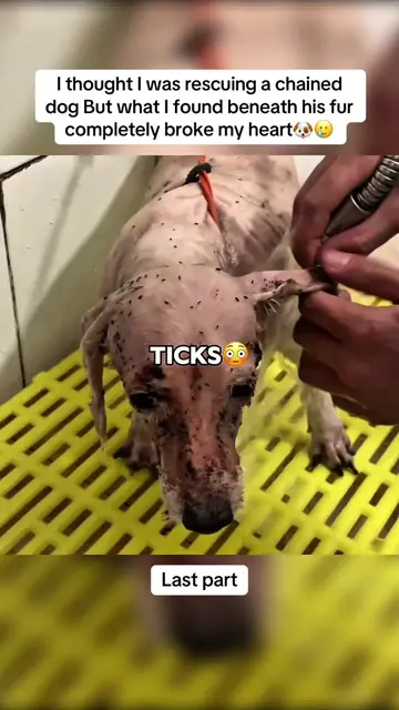 When the grooming was finally finished I couldn’t believe it was the same dog🥹❤