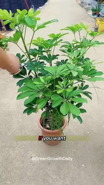 Start Your Indoor Jungle With This Beautiful Tree. schefflera tree umbrella plan