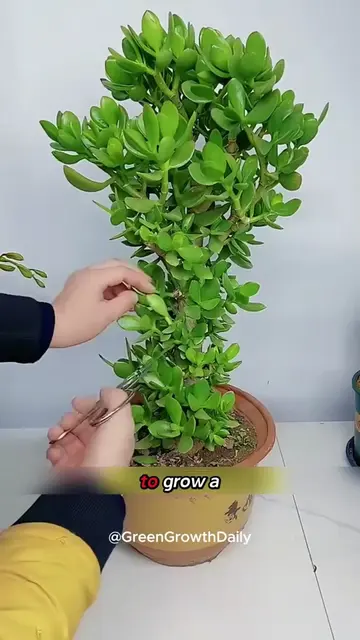 🌿 How to grow thicker stems naturally. jade plant crassula ovata jade plant car