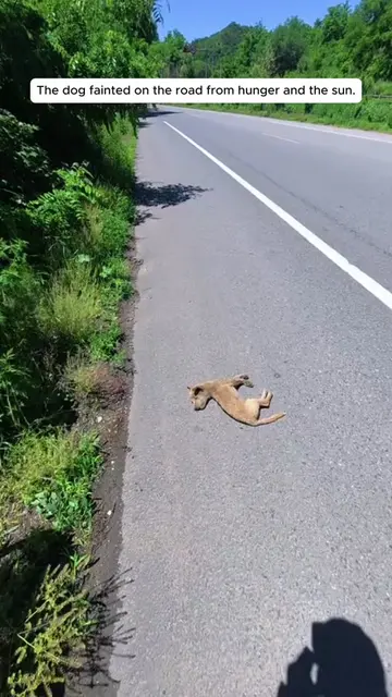 I was nervous when I rescued puppy #rescue #rescueanimals #dog #puppy #dogsoftik