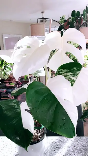 Y'all pray for me for these full white/albo leaves! It's only a matter of time t