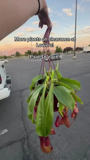 Found these nepenthes on clearance at Lowe’s! #fyp #lowes #clearance #plants #pl