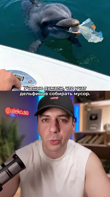 Дельфины умнее, чем нам хотелось бы думать. Дельфиниха Келли не просто нашла лаз