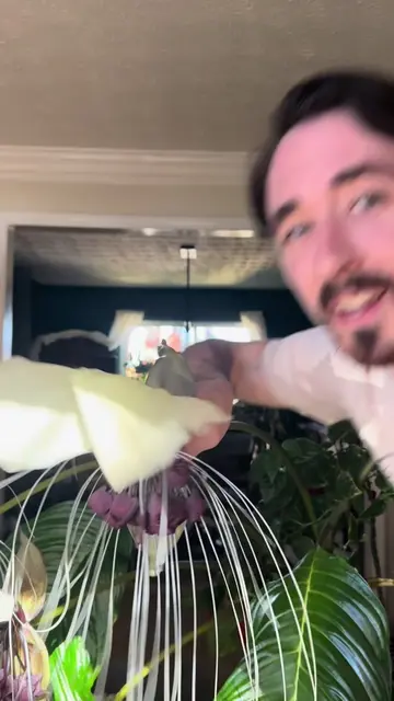 Pollinating a bat flower! #houseplants #flowers #plants #project #plantsoftiktok