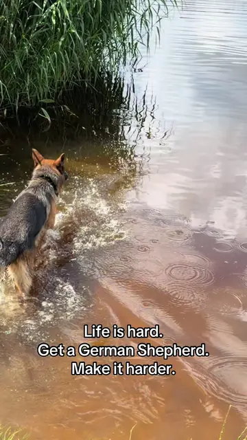 Who needs peace and quiet anyway?😅 #germanshepherd #немецкаяовчарка #Love #dogp