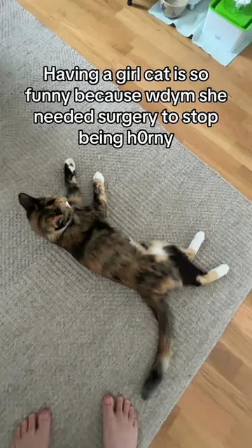 She’s fully recovered now and is no longer shaking that ahh #cat #calico #kitty 
