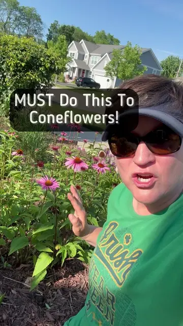 Coneflowers are not a long lived perennial and most home gardens they only live 