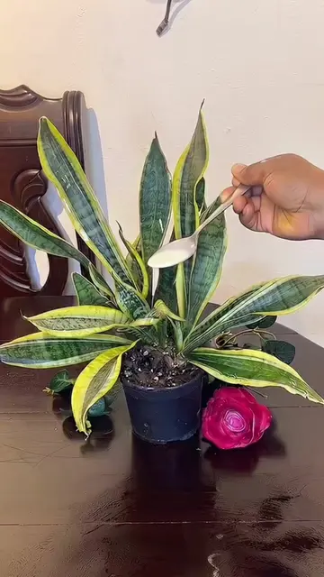 Make Your Plants Grow Faster 🌿 The Easy Homemade Plant Tonic Everyone Should Tr