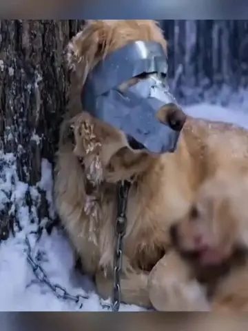 The Kindhearted Police Man Saved the Mother Dog and the Young Girl from Bad Guy�