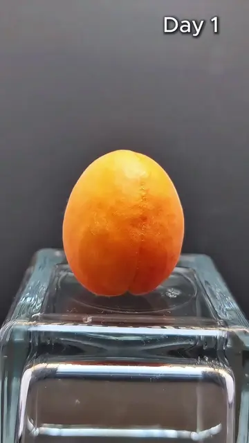🍑 Apricot — 15 Days Without a Fridge in 5 Seconds ⚡️ #Shorts #Apricot #NoFridge