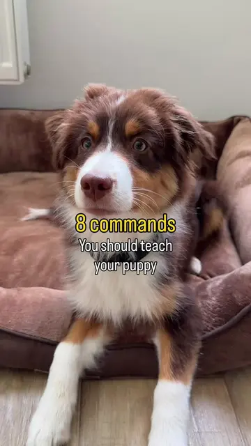 8 essential commands that help us navigate life with our 5-month-old puppy and h