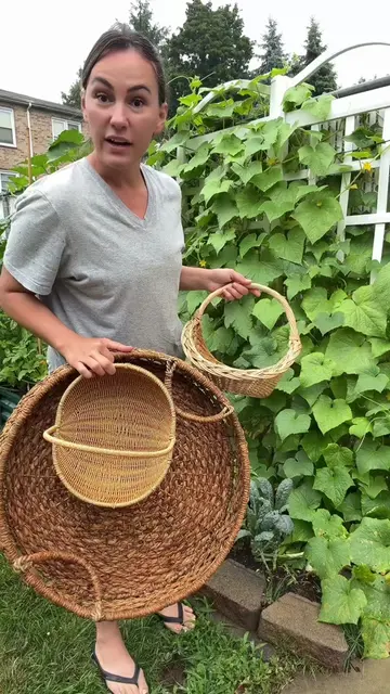 GARDEN HARVEST 🫑🍅🥒🫛🍒🍆  #gardening #homegrown #harvest 