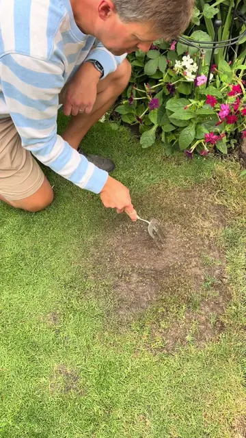 Repairing Stubborn Bare Lawn Patch Please do watch and listen along 👍  I’ve got