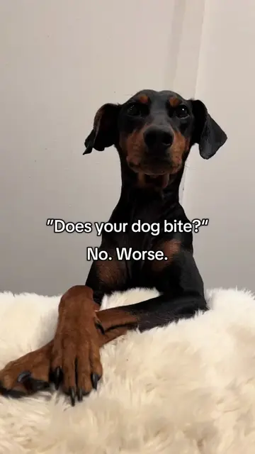Vertical dog🧍‍♂️🫣#dog #dogsoftiktok #funnydog #doglove #doggo 
