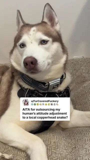 Dear snakes, I bite back. #snakebites #huskies #huskiesoftiktok #dogsoftiktok #h