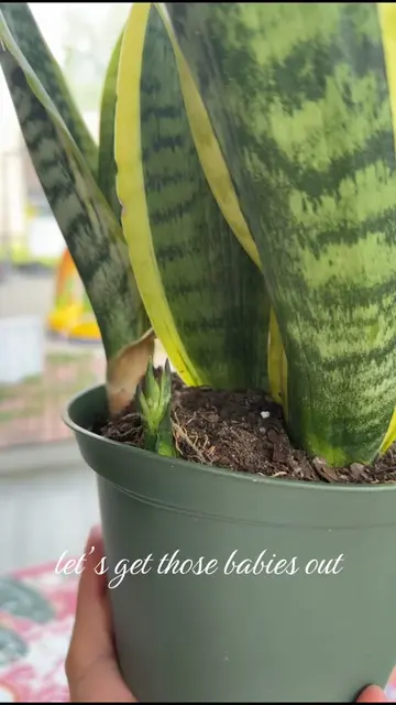 repot my snake plant and her babies with me! 🌱🩷 this took so much longer than 