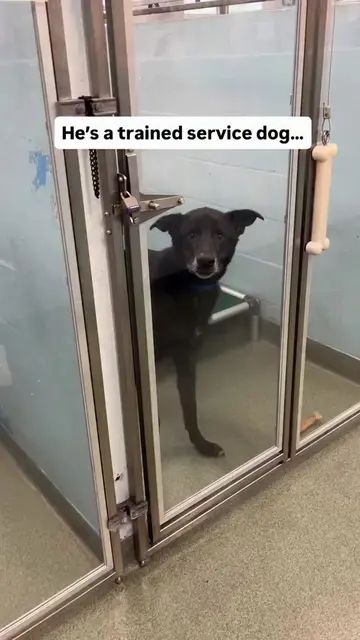 PUPDATE: Castor was adopted! We will post his adoption video on Friday 🥰 Thank 