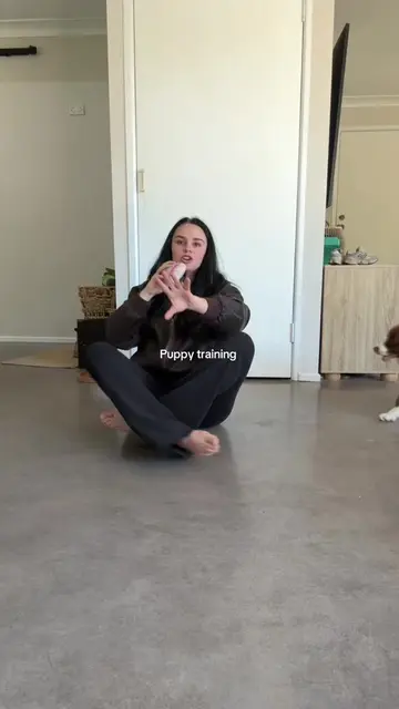 Border Collie puppy Oakley learning her name ❤️❤️ @Brooke Thomo 