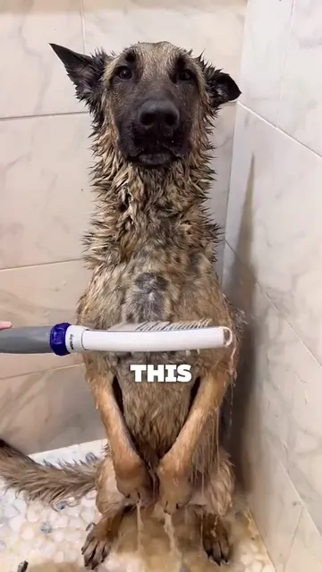 A German Shepherd known for its aggressive behavior shocks everyone during its g
