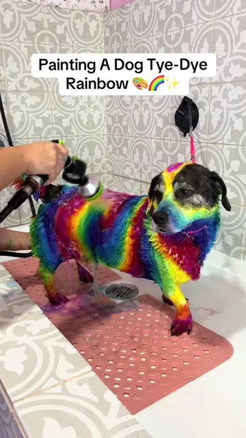 Painting A Dog Rainbow Tye-Dye 🌈🎨✨ #doggrooming #doggroomer #dogsoftiktok #rai