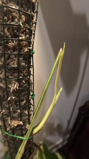 🤍🥲 #timelapsevideo #rareplants #whiteleaf #houseplantsoftiktok #monsteraalbo 