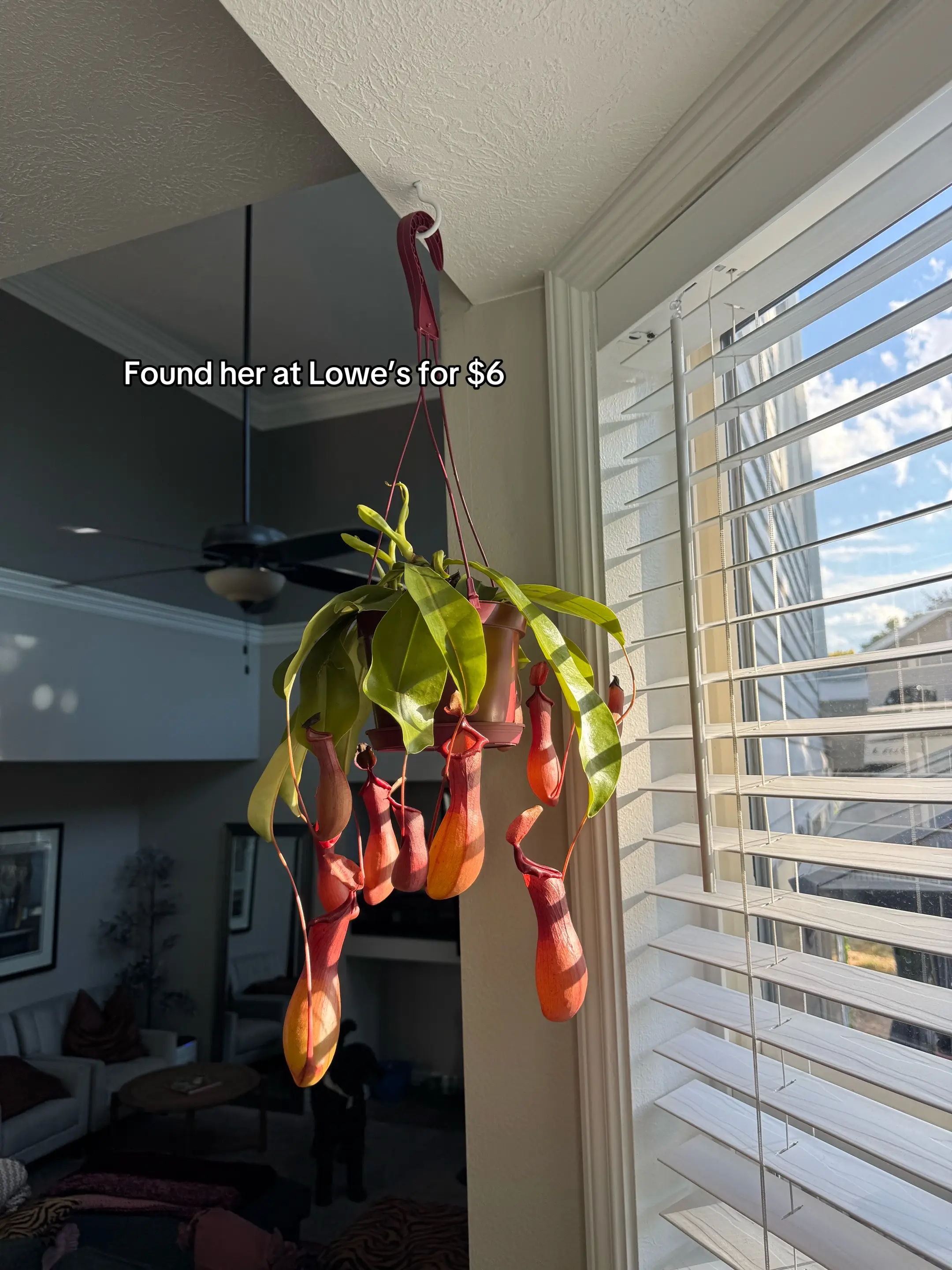 Found them on the clearance racks!! #fyp #nepenthes #carnivoreplant #lowes #plan