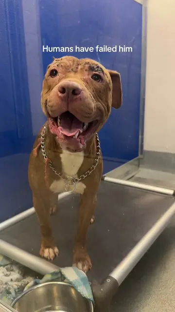 Shelter dogs are the definition of resilience ❤️‍🩹 Furbo has already been throu