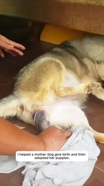 I helped a mother dog give birth and adopted her puppy #rescue #rescueanimals #d