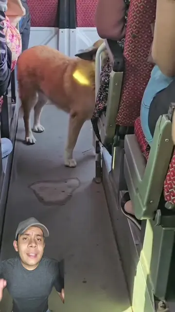 Un perrito sin hogar encontró un lugar donde descansar durante unos minutos 🐶❤️