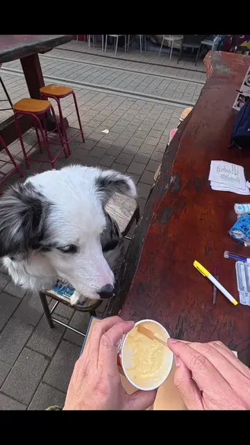 #collab as a helicopter parent to a high-drive pup like Piper, anything that giv